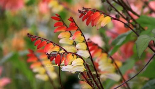 Picture of November Treasure Chest Club 2025