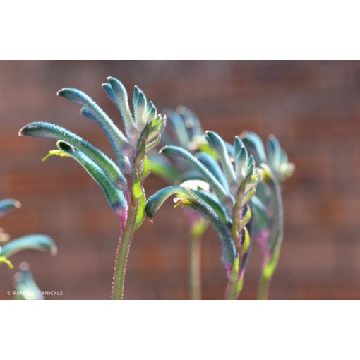 Picture of December Treasure Chest Club 2025