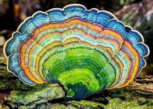 Picture of March Treasure Chest Club 2026